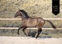Entire KWPN Dutch Warmblood For sale 2024 Grullo