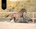 Entire KWPN Dutch Warmblood For sale 2024 Grullo
