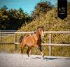 Colt Lusitano For sale 2024 Bay