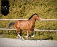 Colt Lusitano For sale 2024 Bay