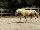 Gelding Dutch Riding Pony For sale 2021 Palomino