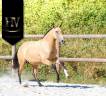 Filly Lusitano For sale 2023 Buckskin