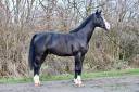 Gelding Zangersheide For sale 2020 Black