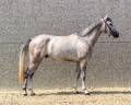 Gelding Zangersheide For sale 2021 Grey
