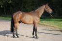 Gelding Selle Fran&ccedil;ais For sale 2019 Bay