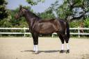 Gelding KWPN Dutch Warmblood For sale 2015 Dark Bay