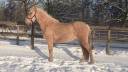 Mare French Saddle Pony For sale 2021 Palomino