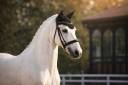 Mare Lusitano For sale 2014 White