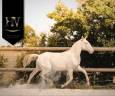 Filly Lusitano For sale 2024 Perlino