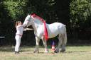 Stallion Percheron For sale 2017 Grey