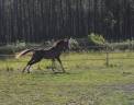 Legend du jip jap - Arabian 2021 by KHAUSE A SCENE