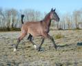 Filly Lusitano For sale 2025 Grullo