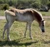 Filly Haflinger For sale 2025 Chesnut