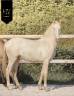 Colt Lusitano For sale 2025 Cream