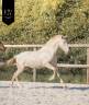 Colt Lusitano For sale 2025 Cream