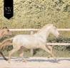 Colt Lusitano For sale 2025 Cream
