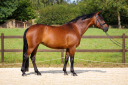 Mare KWPN Dutch Warmblood For sale 2016 Bay