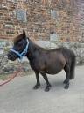 Mare Other Pony Breed For sale 2021 Black