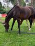 Mare Selle Fran&ccedil;ais For sale 2007 Dark Bay