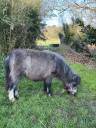 Colt Shetland Pony For sale 2025 Grey