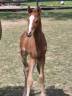 Colt French Saddle Pony For sale 2025 Chesnut