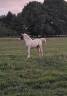 Filly New Forest For sale 2025 Cremello