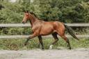 Gelding Other Horse Breed For sale 2022 Bay