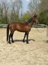 Gelding Swiss Half Blood For sale 2021 Bay