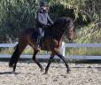 Mare PRE Pure Spanish Bred For sale 2021 Dark Bay