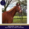 Gelding Thoroughbred For sale 2020 Chesnut