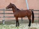 Gelding KWPN Dutch Warmblood For sale 2022 Bay
