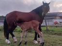 Gelding Welsh Part Bred For sale 2025 Bay