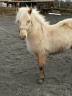 Mare Welsh Part Bred For sale 2024 Palomino