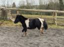Gelding Welsh Pony (Section A) For sale 2024 Coloured