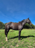 Mare PRE Pure Spanish Bred For sale 2022 Black