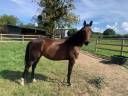 Mare French Trotter For sale 2021 Dark Bay