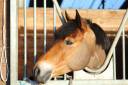 Gelding French Saddle Pony For sale 2013 Bay