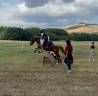 Gelding Welsh Pony (Section A) For sale 2017 Tobiano