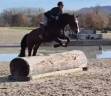 Gelding Swiss Warmblood For sale 2021 Bay