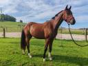 Gelding Selle Fran&ccedil;ais For sale 2022 Bay