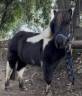 Mare Shetland Pony For sale 2018 Coloured