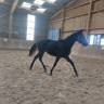 Mare Thoroughbred For sale 2022 Black