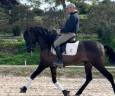 Gelding PRE Pure Spanish Bred For sale 2020 Black