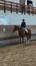 Mare Oldenburg For sale 2020 Chesnut