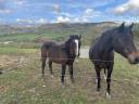 Broodmare Connemara For sale 2019 Bay