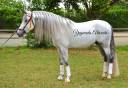 Gelding PRE Pure Spanish Bred For sale 2017 Grey