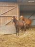 Colt Welsh Pony (Section B) For sale 2025 Chesnut