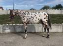 Gelding AES Anglo European Studbook For sale 2022 Appaloosa