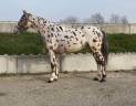 Gelding AES Anglo European Studbook For sale 2022 Appaloosa