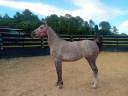 Mare Origin Recorded For sale 2020 Red roan